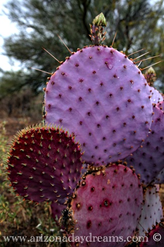 Purple Prickly Pear
Verde River, Rio Verde, AZ. Purple Prickly Pear
Verde River, Rio Verde, AZ.